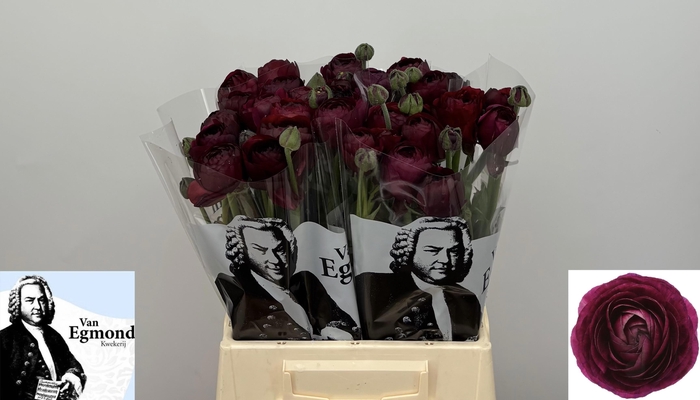 <h4>RAN AAZUR BORDEAUX</h4>