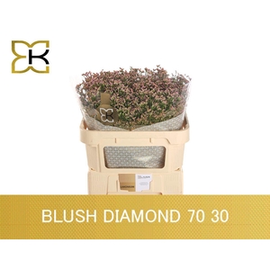 LIMONIUM SIN BLUSH DIAMOND LIM SIN