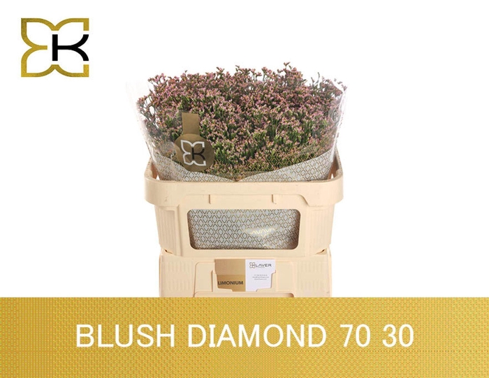 <h4>LIMONIUM SIN BLUSH DIAMOND LIM SIN</h4>