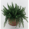 Rosmarinus Prostrat Italië Deco pot