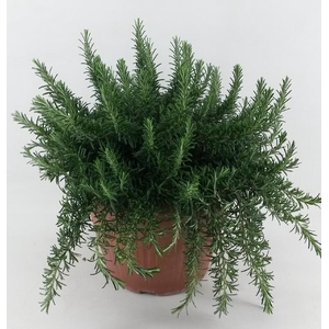 Rosmarinus Prostrat Italië Deco pot