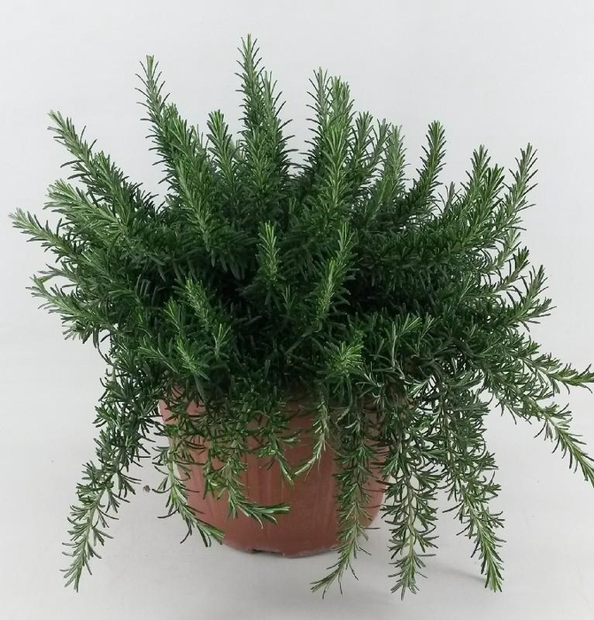 <h4>Rosmarinus Prostrat Italië Deco pot</h4>