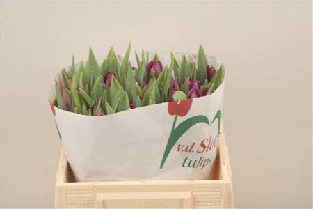 <h4>Tu En Bullit</h4>