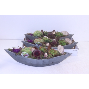 ARR SEMPERVIVUM