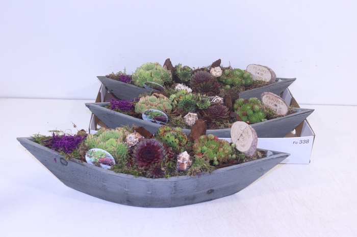 <h4>ARR SEMPERVIVUM</h4>