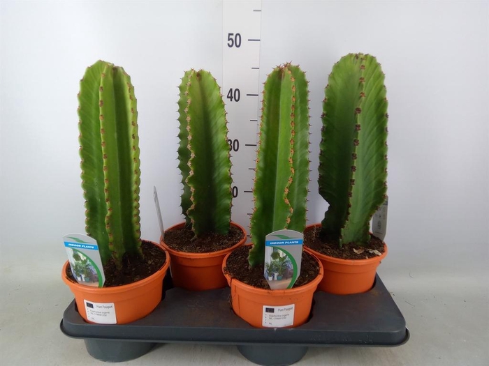 <h4>Euphorbia ingens</h4>