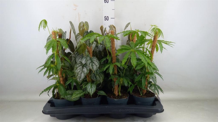 <h4>Planten  ..mix</h4>