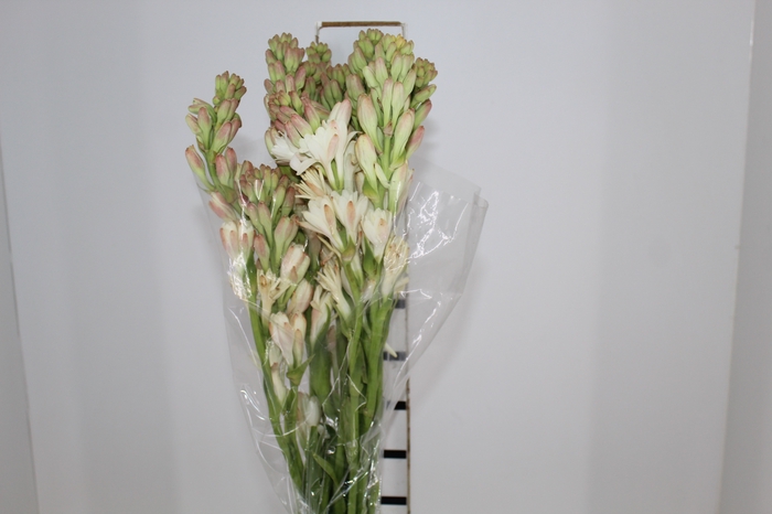 <h4>ANGELICA 070 CM</h4>