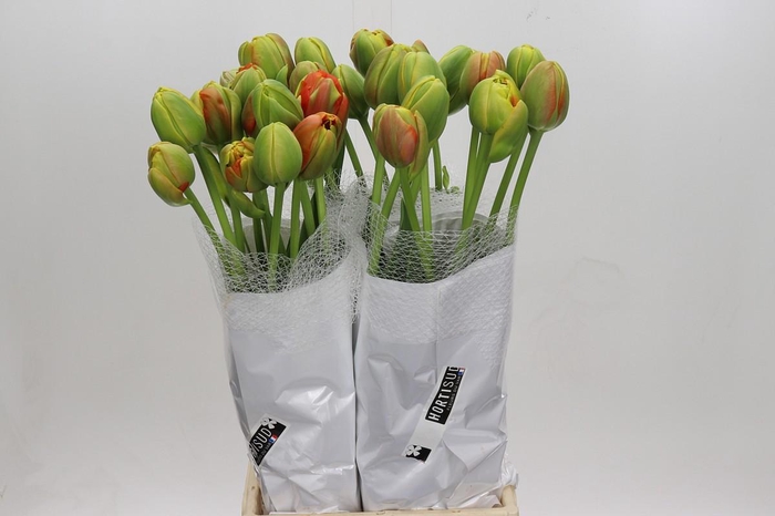 <h4>Tulipa (Frans) du Tahiti</h4>