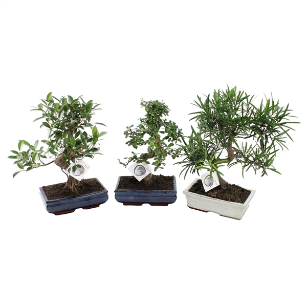 <h4>Bonsai Mix in ø25cm Ceramic</h4>