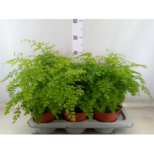 Adiantum raddi. 'Fragrans'