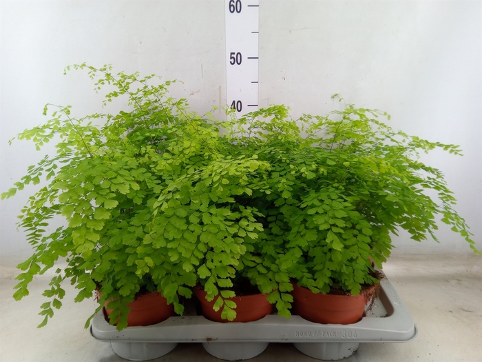 <h4>Adiantum raddi. 'Fragrans'</h4>