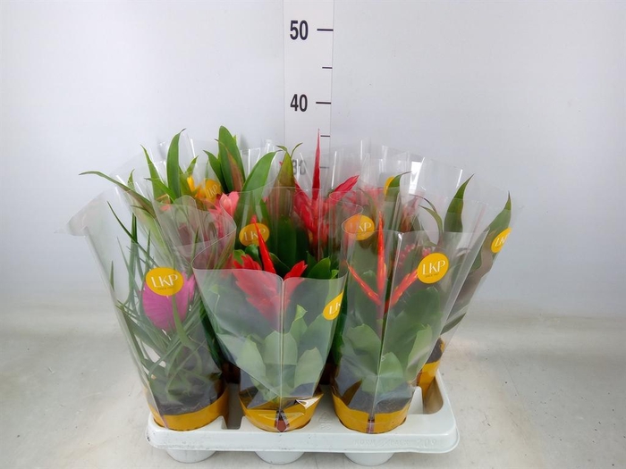 <h4>Bromelia   ...mix</h4>