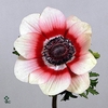 Anemone Mistral Super Bicolor