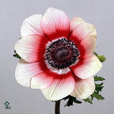 <h4>Anemone Mistral Bicolor</h4>