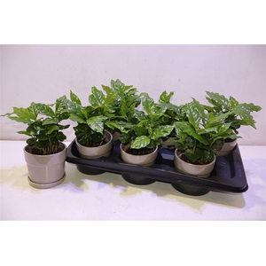 arr8 Arr Coffea Arabica In Keramiek