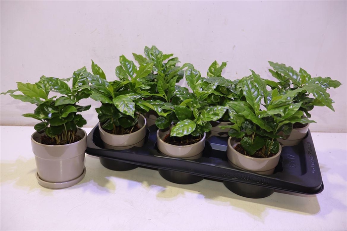 <h4>arr8 Arr Coffea Arabica In Keramiek</h4>