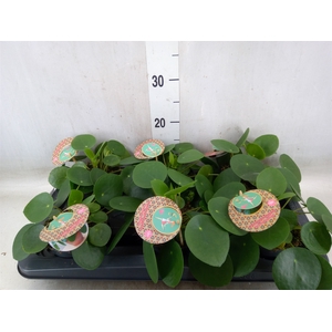 Pilea peperomoides