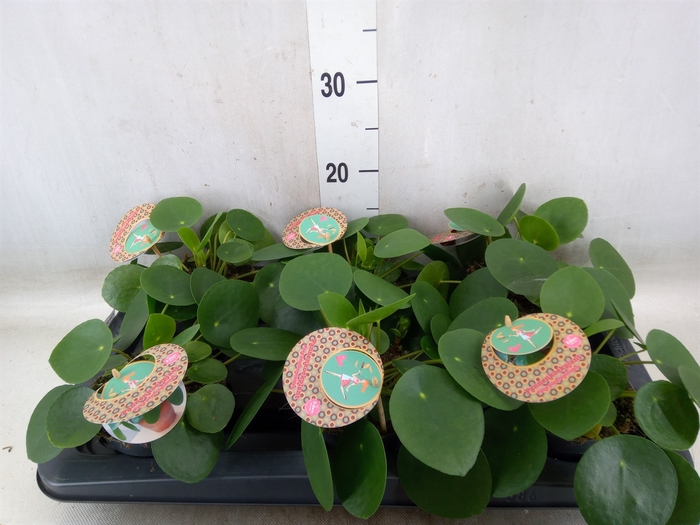 <h4>Pilea peperomoides</h4>