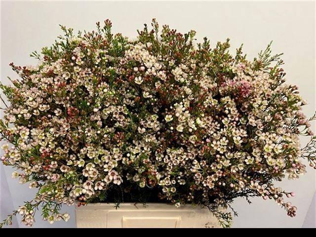 <h4>CHAME BLONDIE</h4>