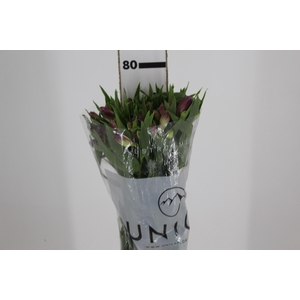 ALSTROEMERIA AMETHYST 080 CM