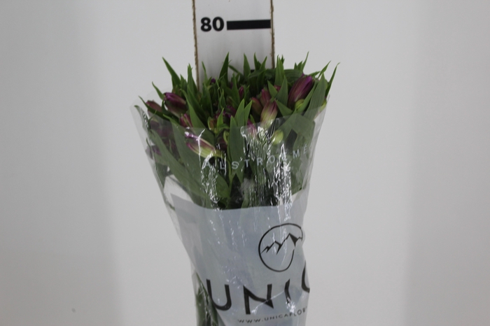 <h4>ALSTROEMERIA AMETHYST 080 CM</h4>