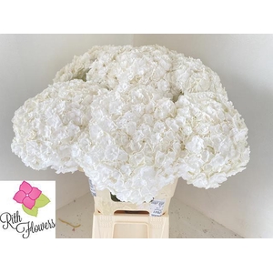 HYDR M ROYAL HIGHNES