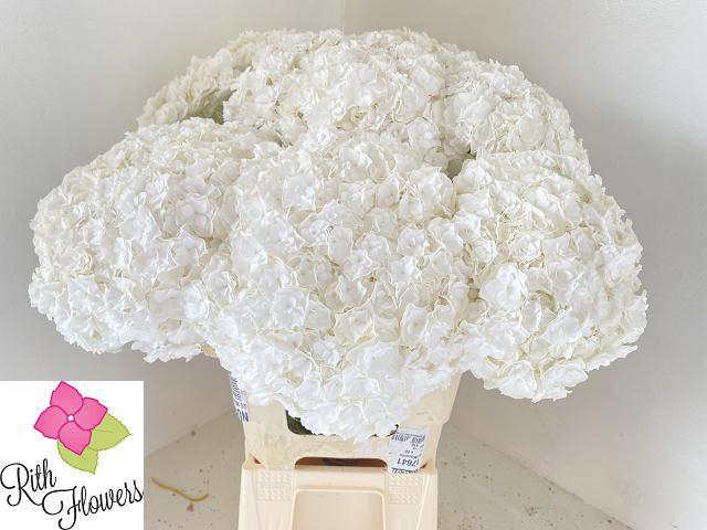 <h4>HYDR M ROYAL HIGHNES</h4>