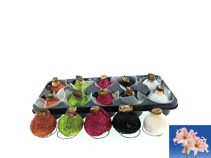 <h4>BLOEMBOL HIPPEASTRUM</h4>