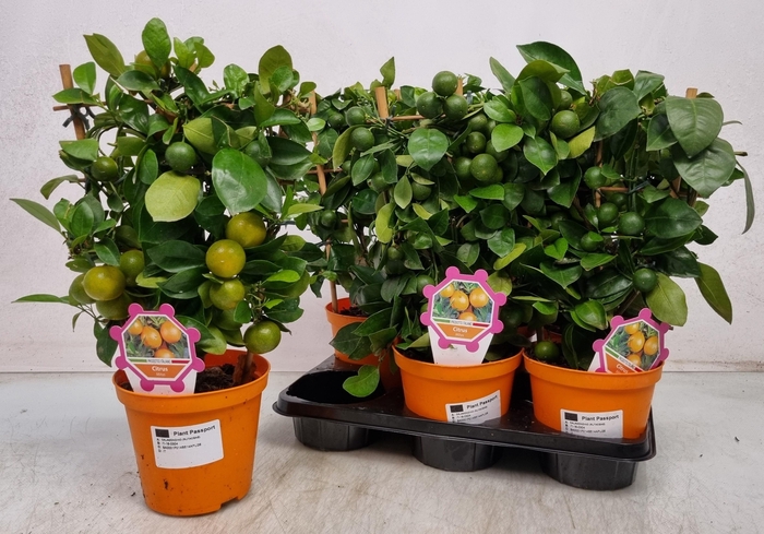 <h4>CITR MICROCARPA</h4>