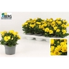 Osteo Fp Pure Yellow
