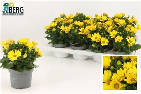 Osteo Fp Pure Yellow