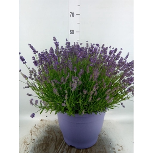 LAVANDULA ANGUS. 'ESSENCE PURE' LAV