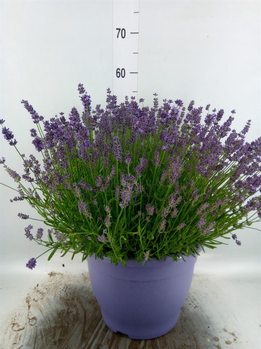 <h4>LAVANDULA ANGUS. 'ESSENCE PURE' LAV</h4>