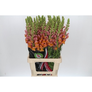 Antirrhinum Potomac Dark Orange