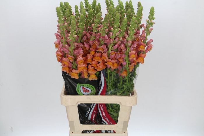 Antirrhinum Potomac Dark Orange