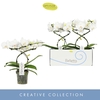 Phalaenopsis wit meer takken