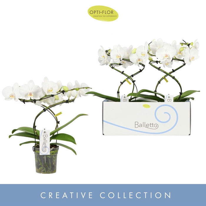 Phalaenopsis wit meer takken