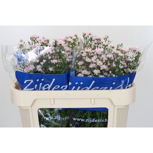 Aster Claudia