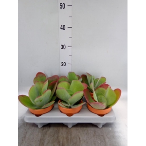 KALANCHOE NF THYRSIFLORA IN KERAMIE
