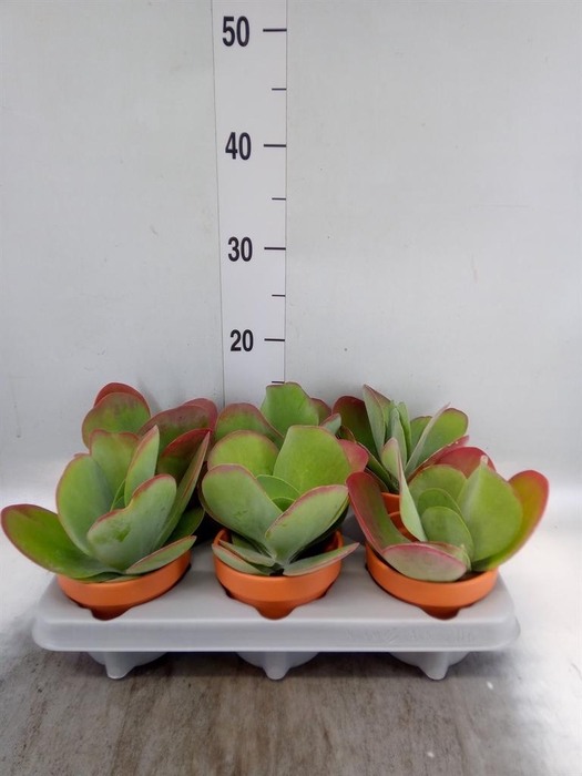 <h4>KALANCHOE NF THYRSIFLORA IN KERAMIE</h4>