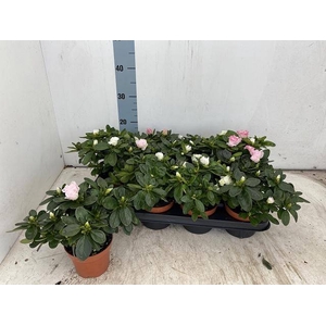 RHODO SI VOGEL GEM