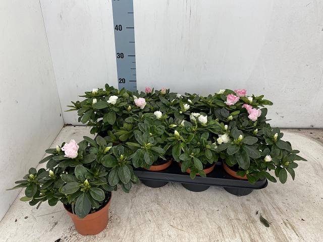 <h4>RHODO SI VOGEL GEM</h4>