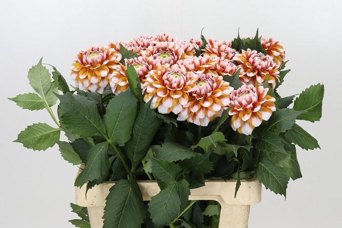 Dahlia Tangarine Dream