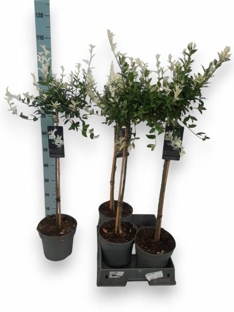 <h4>EUONYMUS FO HARLEQUI</h4>