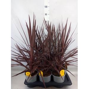 Cordyline austr. 'Red Star'