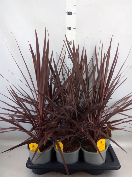 <h4>Cordyline austr. 'Red Star'</h4>