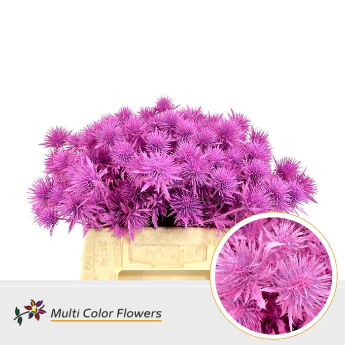 <h4>Eryngium Roze Nieuw</h4>