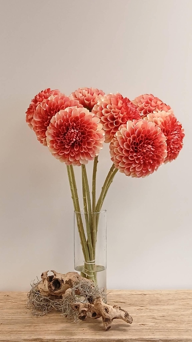 <h4>DAHLIA PINK FL440337PNK L65</h4>