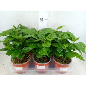 Coffea arabica